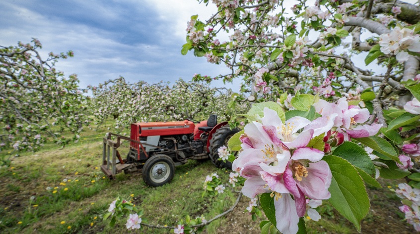 Red tractor in an orchard with flowering apple blossoms.