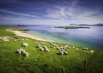 Sheep, Co Kerry