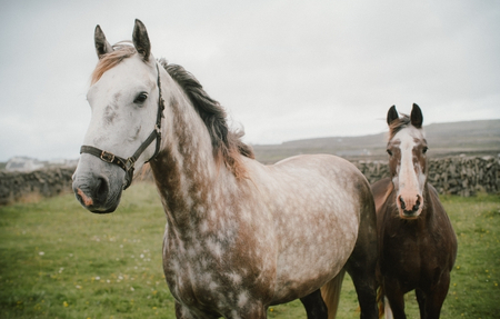 Zwei Connemara Ponys stehen auf einer grünen Wiese und sehen in die Kamera