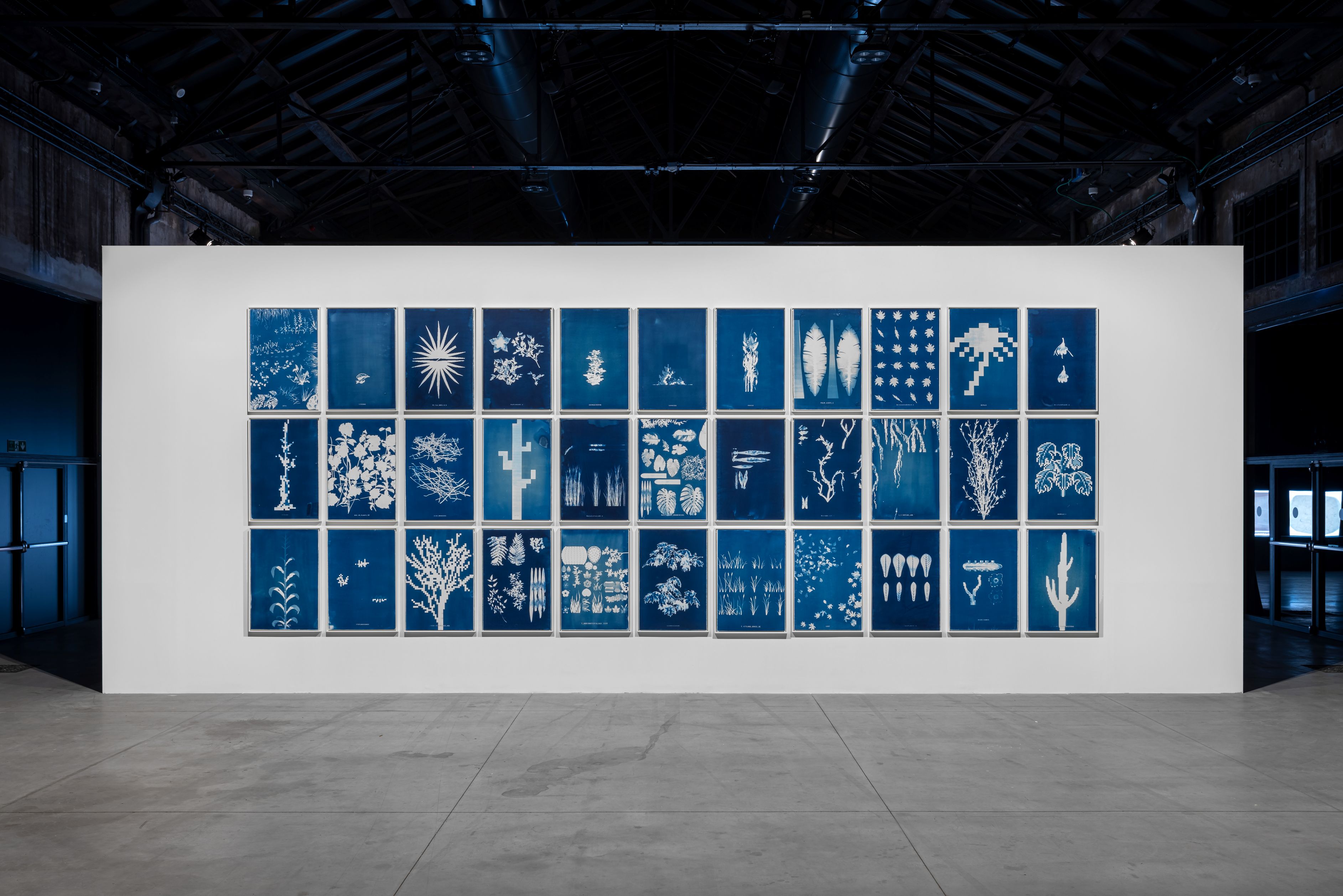 Image of 33 Cyanotypes by Alan Butler 