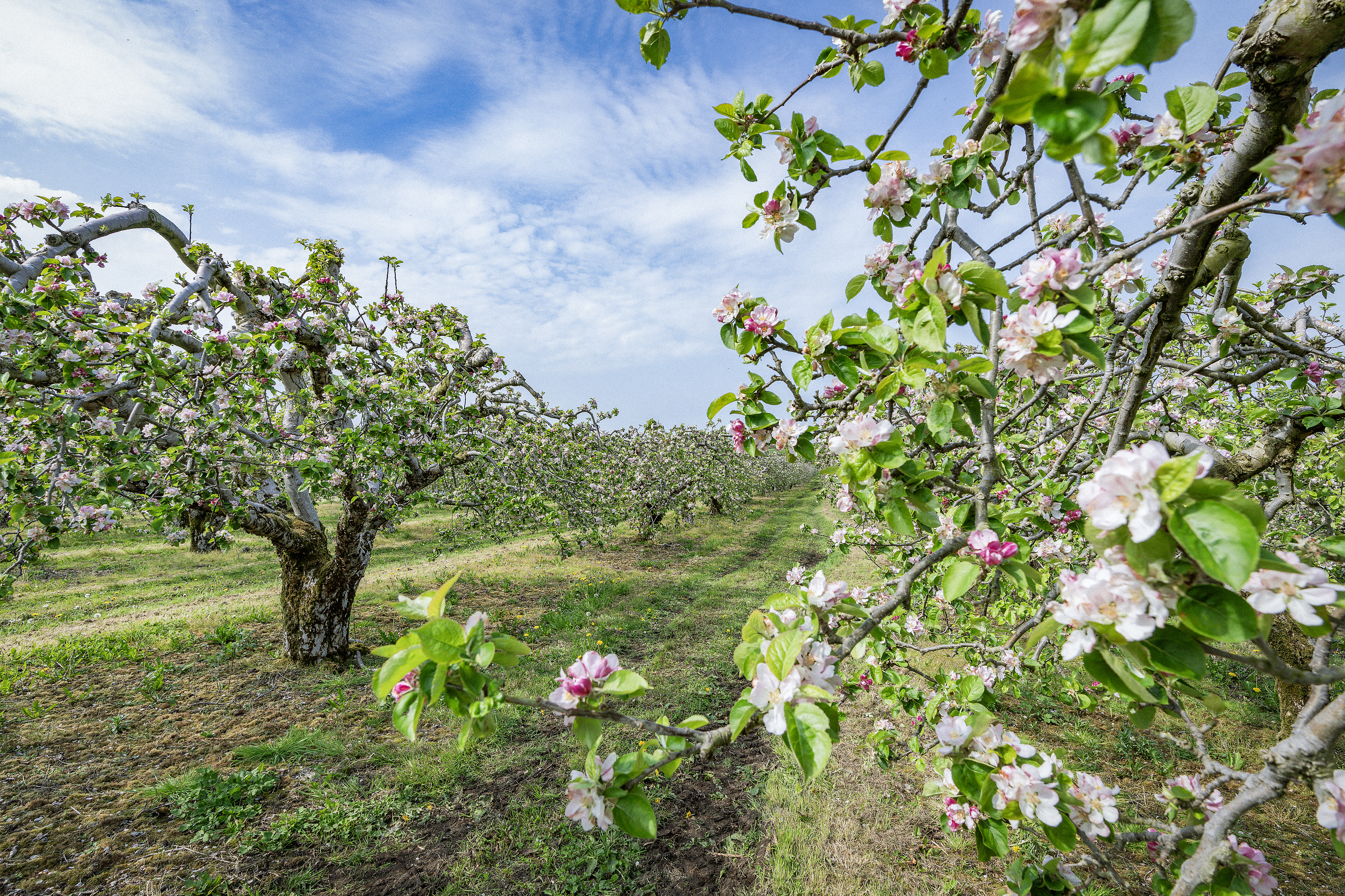 Apple Blossom, Long Meadow Cider Co Armagh