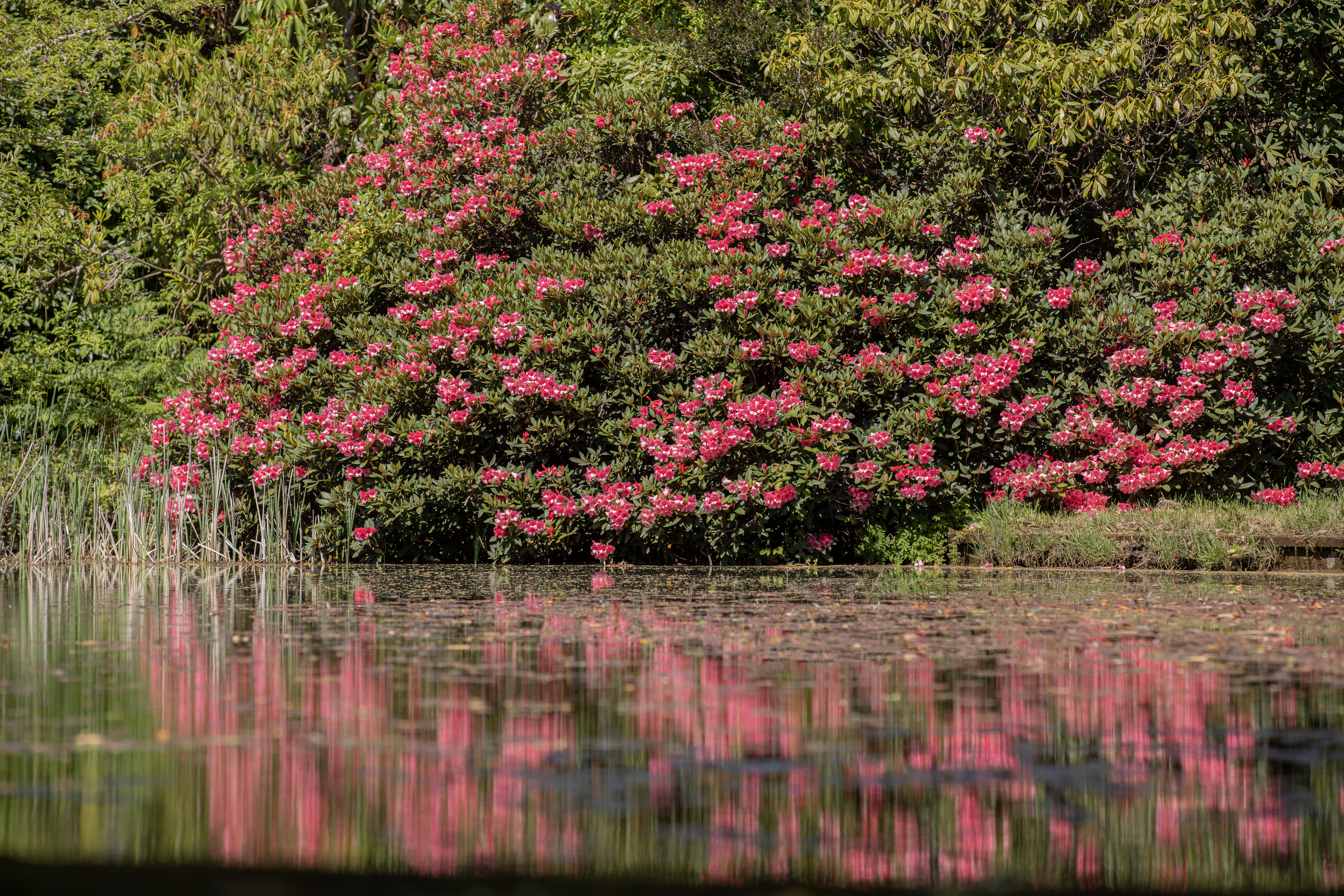Image of Castlewellan gardens 14th May 2025