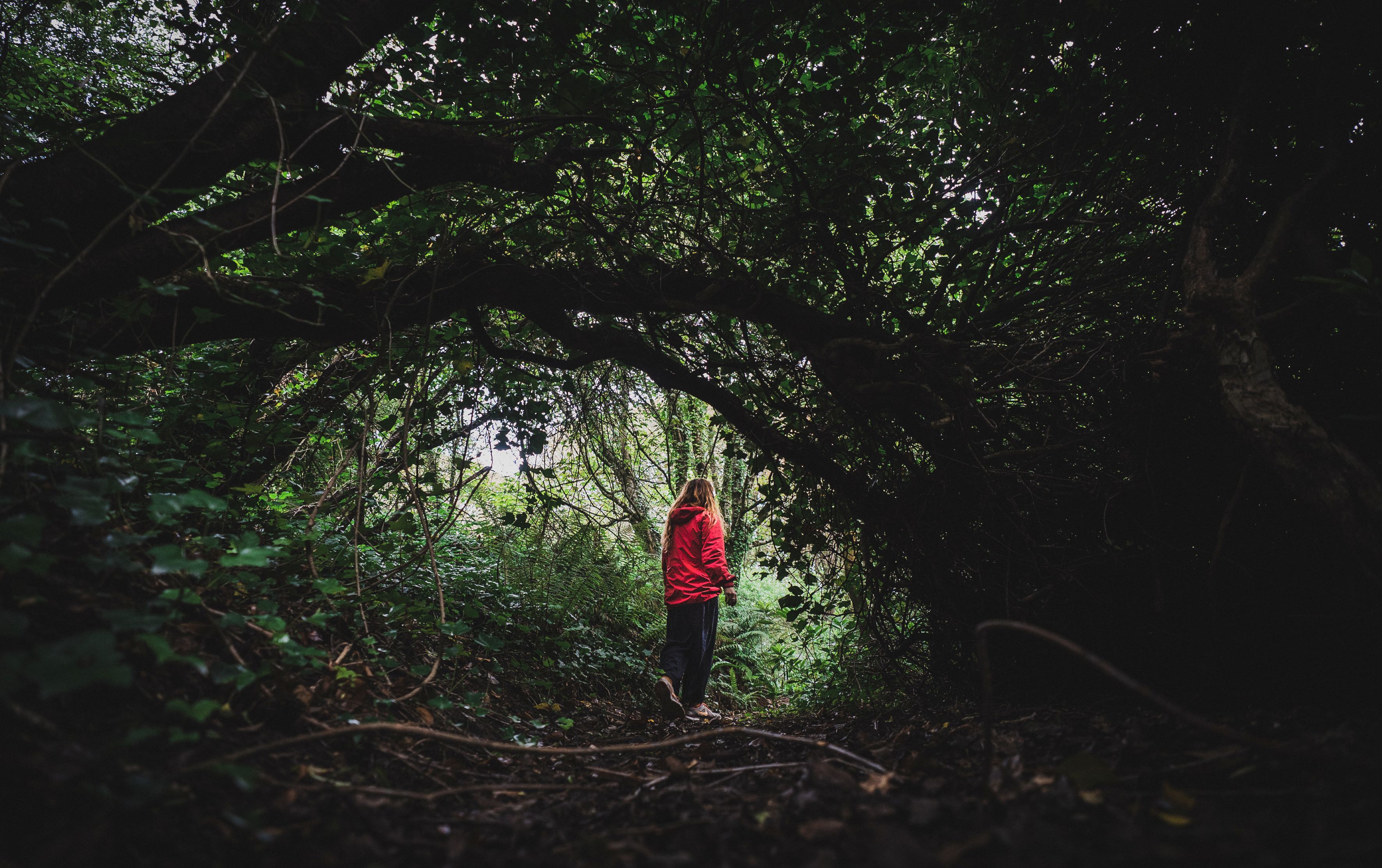Image of Courtown Woods, Co Wexford