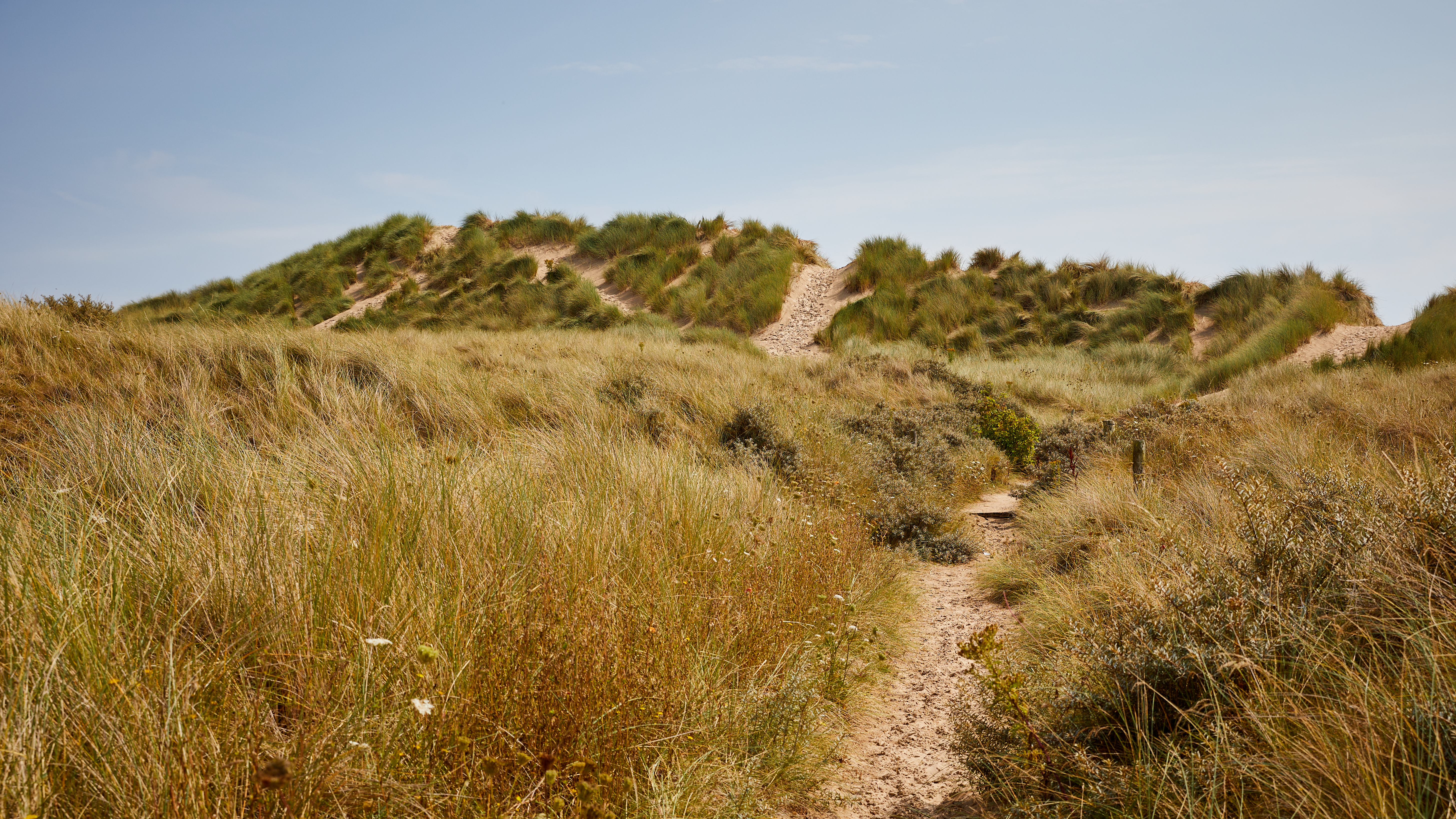 Curracloe beach, Co Wexford_TI7SQM Sanddünen am Curracloe Beach im County Wexford