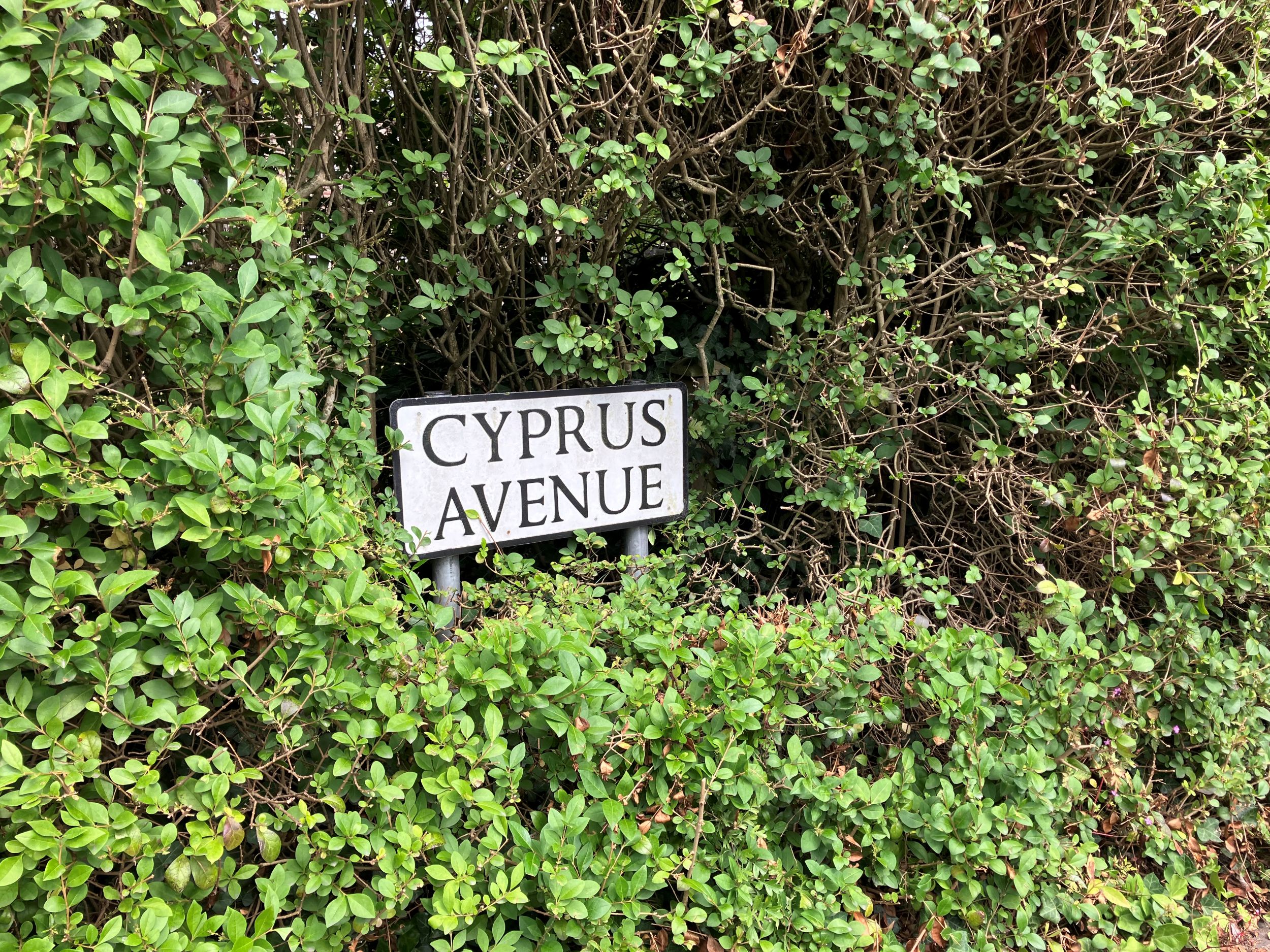 Cyprus Avenue, Belfast