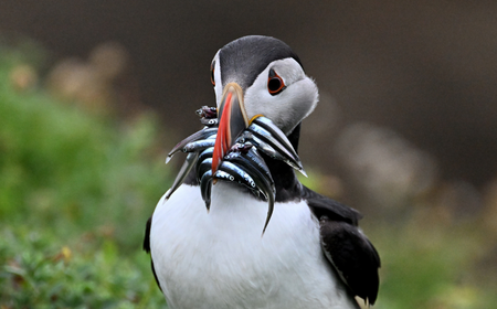Klippenkino: Wo Puffins die Hauptrolle spielen