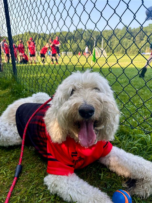 Dog wearing Toronto Chieftains GAA jersey