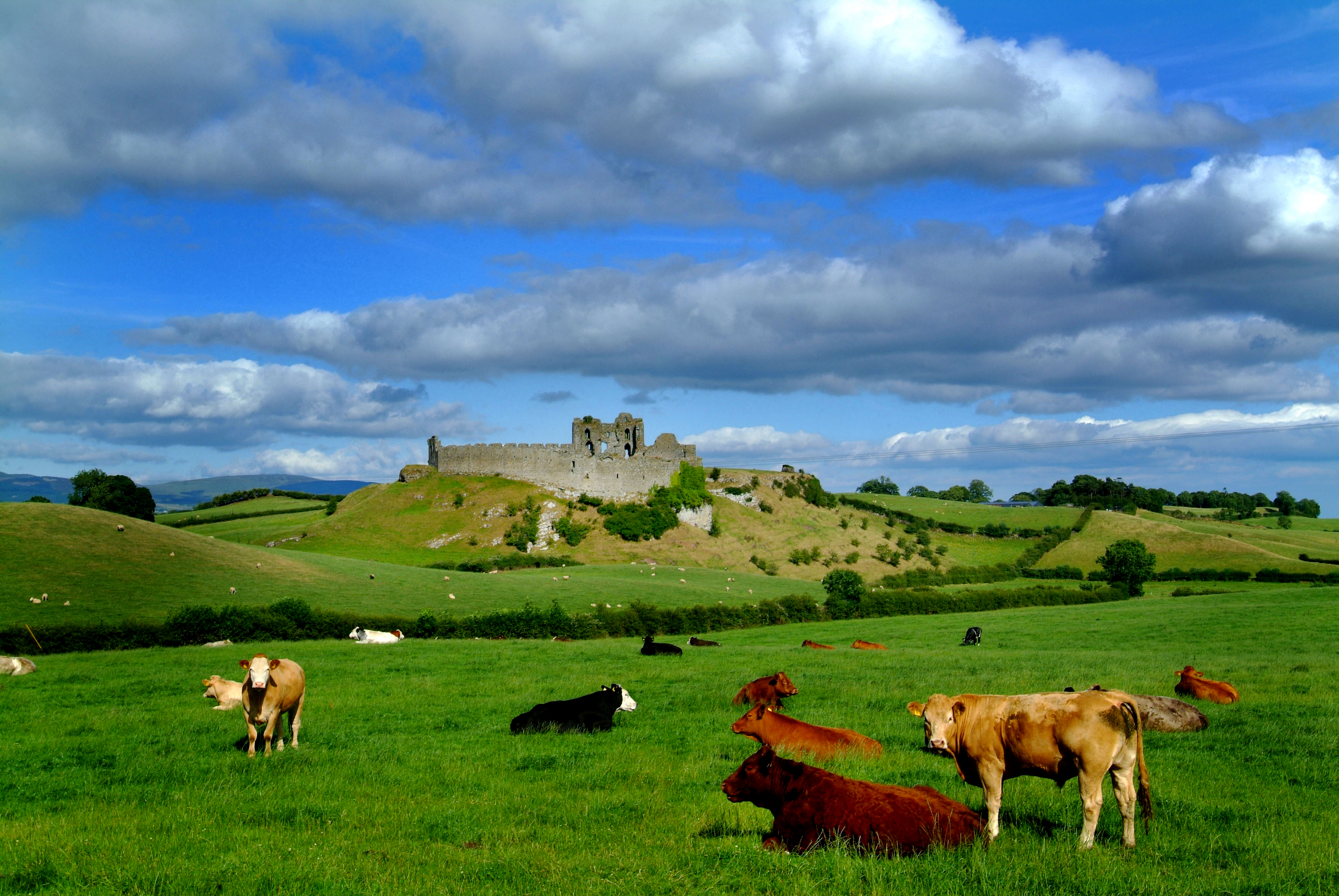 Farm in Castleroche, Co. Louth Image of Farm in Castleroche, Co. Louth