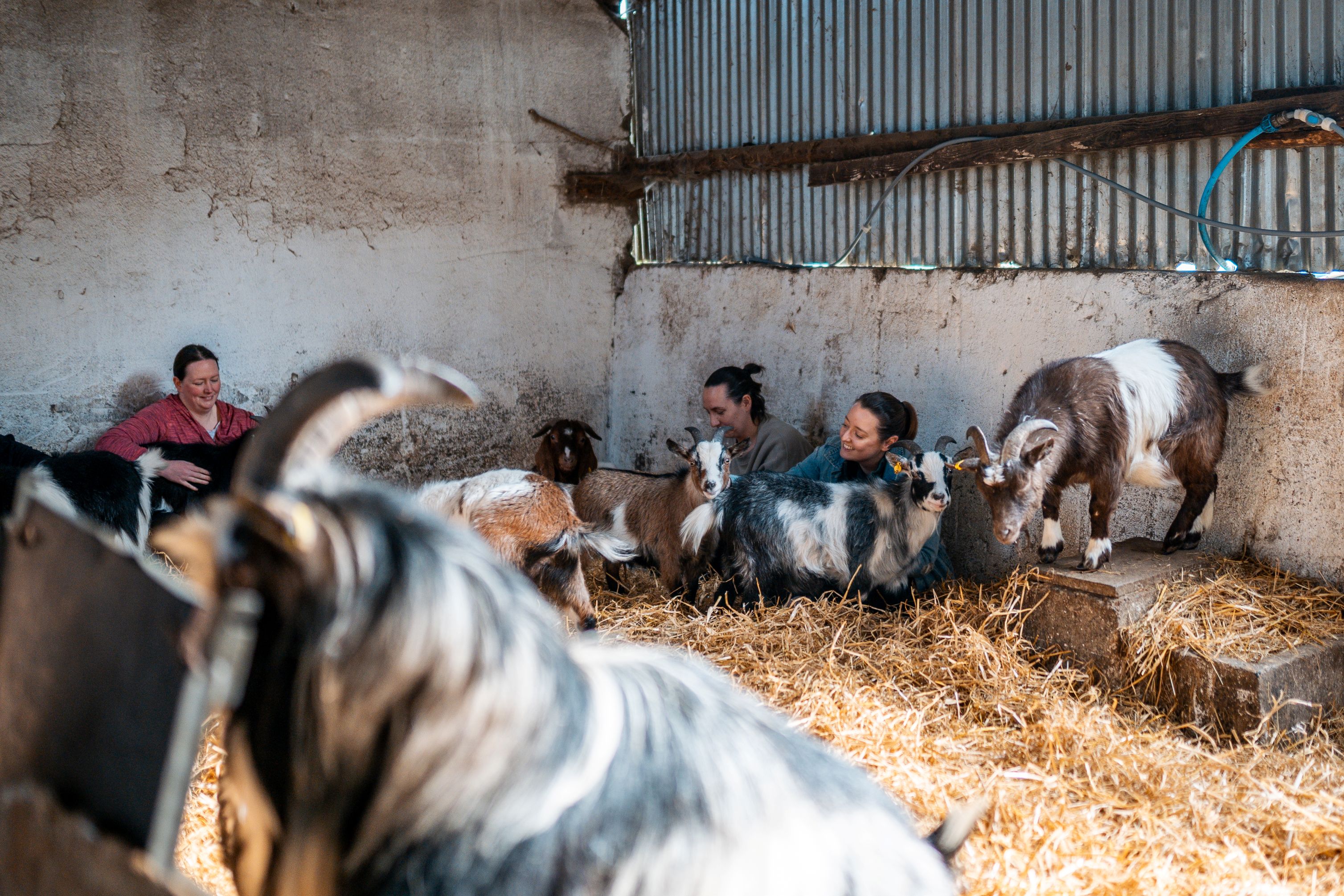 Image of Goat meditation session, Kinedale Donkeys, Ballynahinch, Co. Down