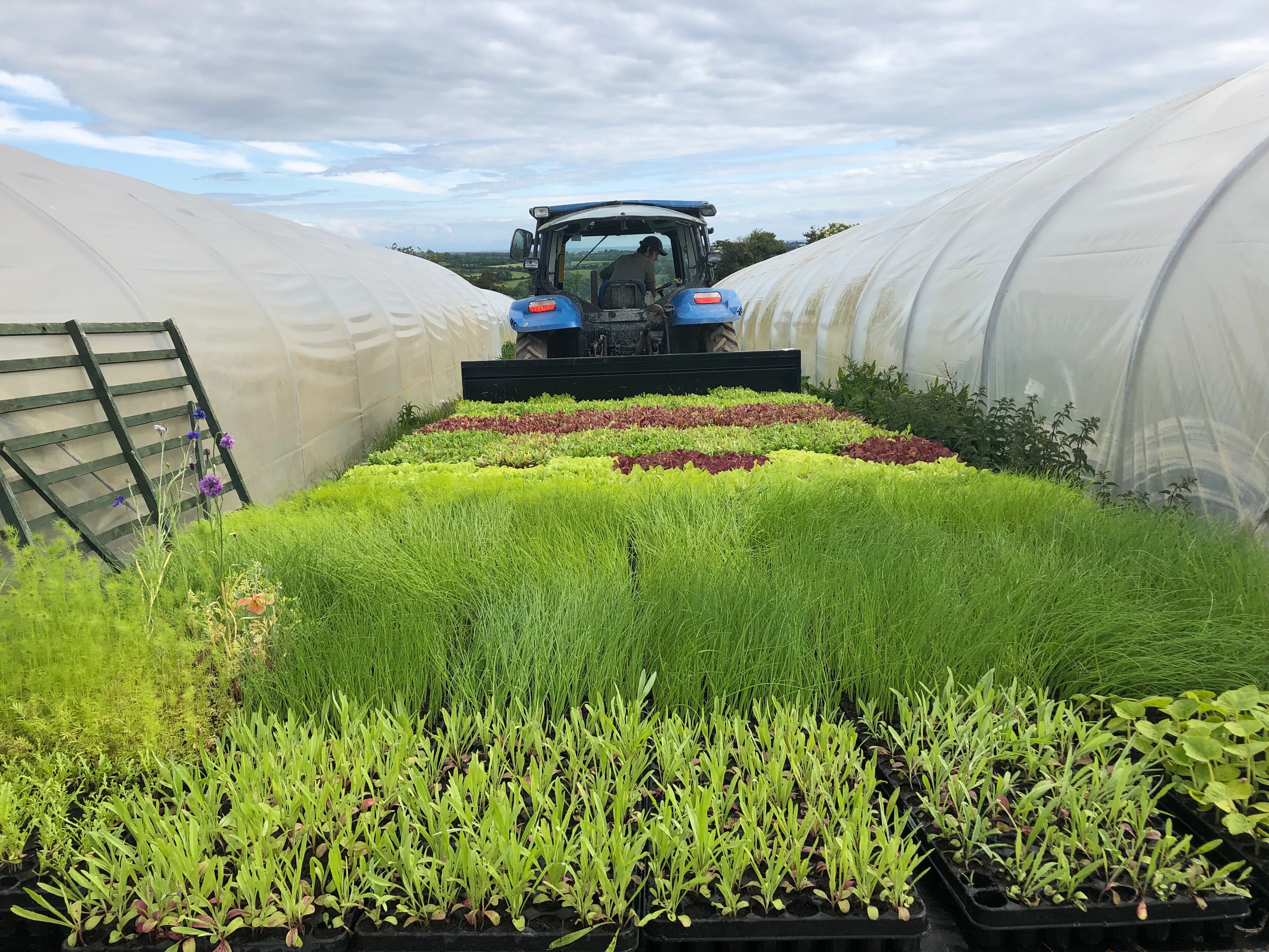 Image of Harvest time at McNally Farm, North County Dublin