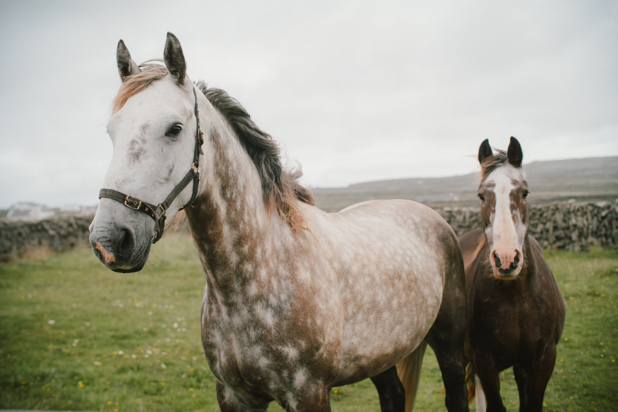 LEAD Connemara Ponies, Inishmor, Aran Island, Zwei Connemara Ponys stehen auf einer grünen Wiese und sehen in die Kamera