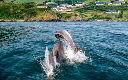 zwei Delfine an der Küste von Donegal 
