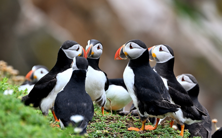 Eine Gruppe von Papageientauchern auf den Saltee-Inseln in der Grafschaft Wexford