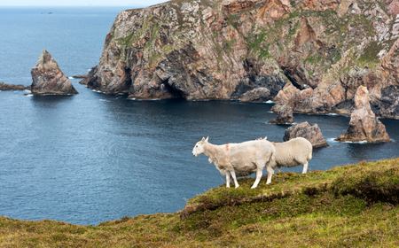 Schafe, die in der Nähe der Klippen auf Arranmore Island weiden