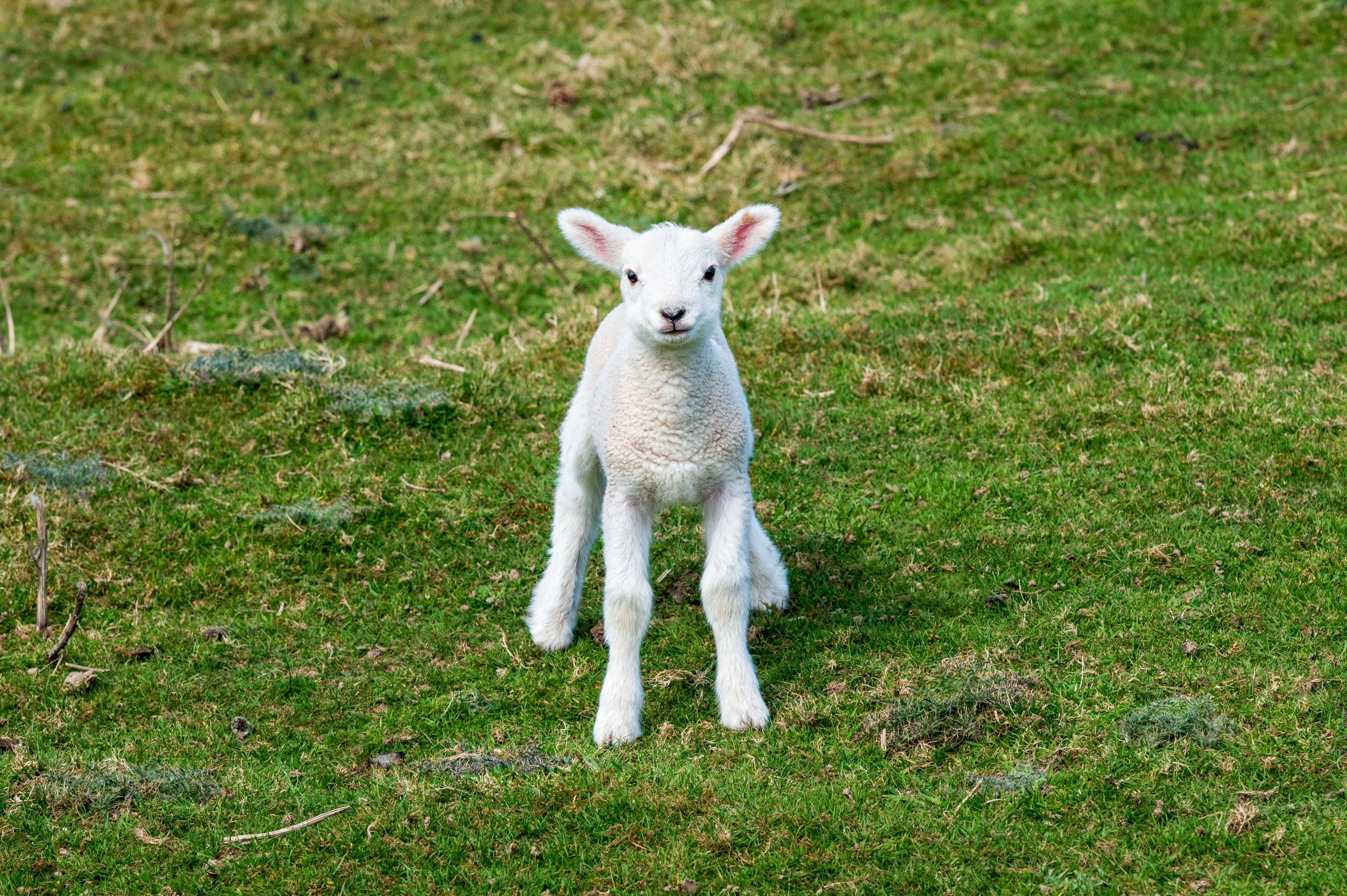 ein neugeborenes Lamm auf einem Feld