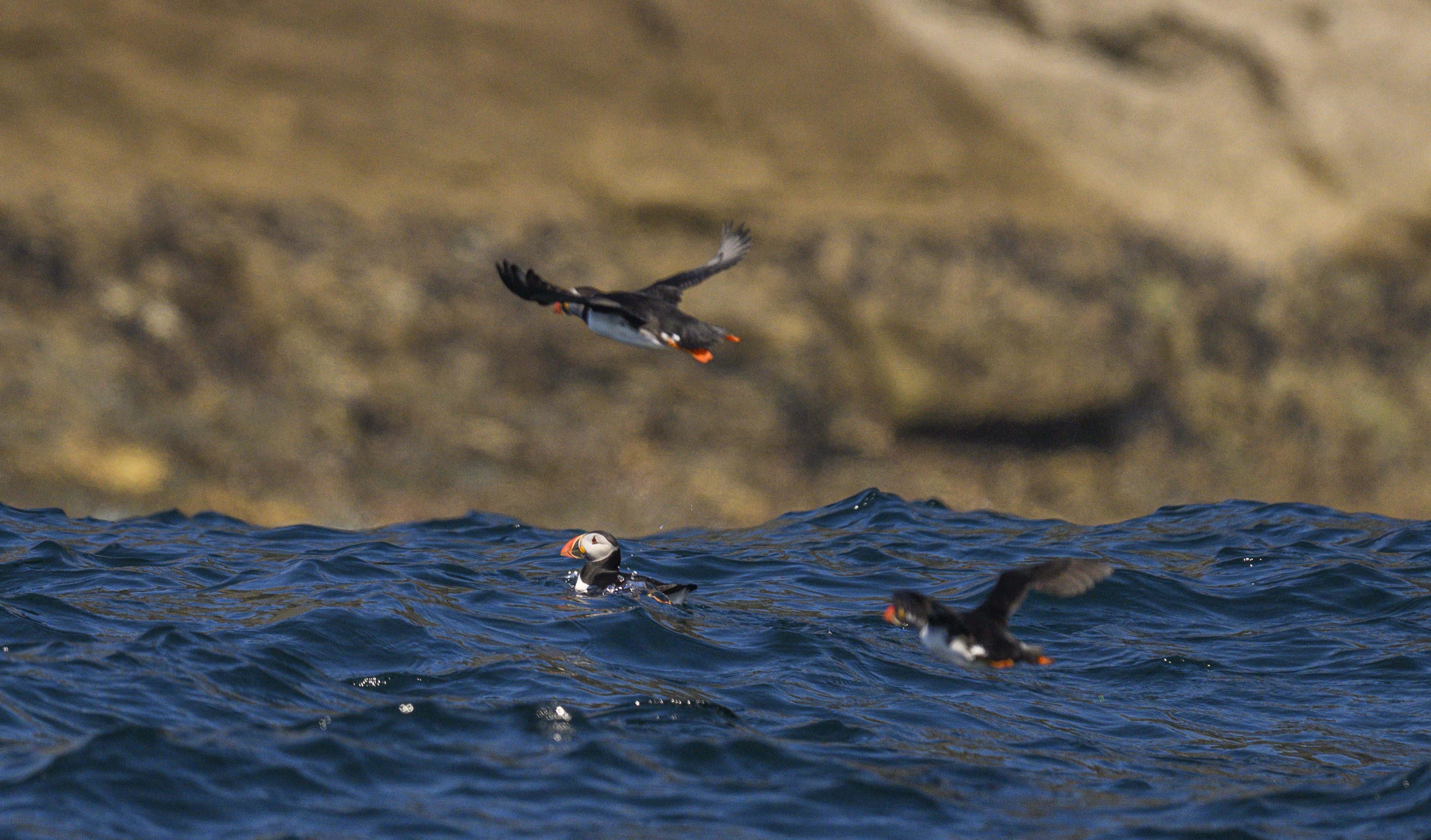 3 Papageientaucher vor der Insel Inishturk in der Grafschaft Mayo