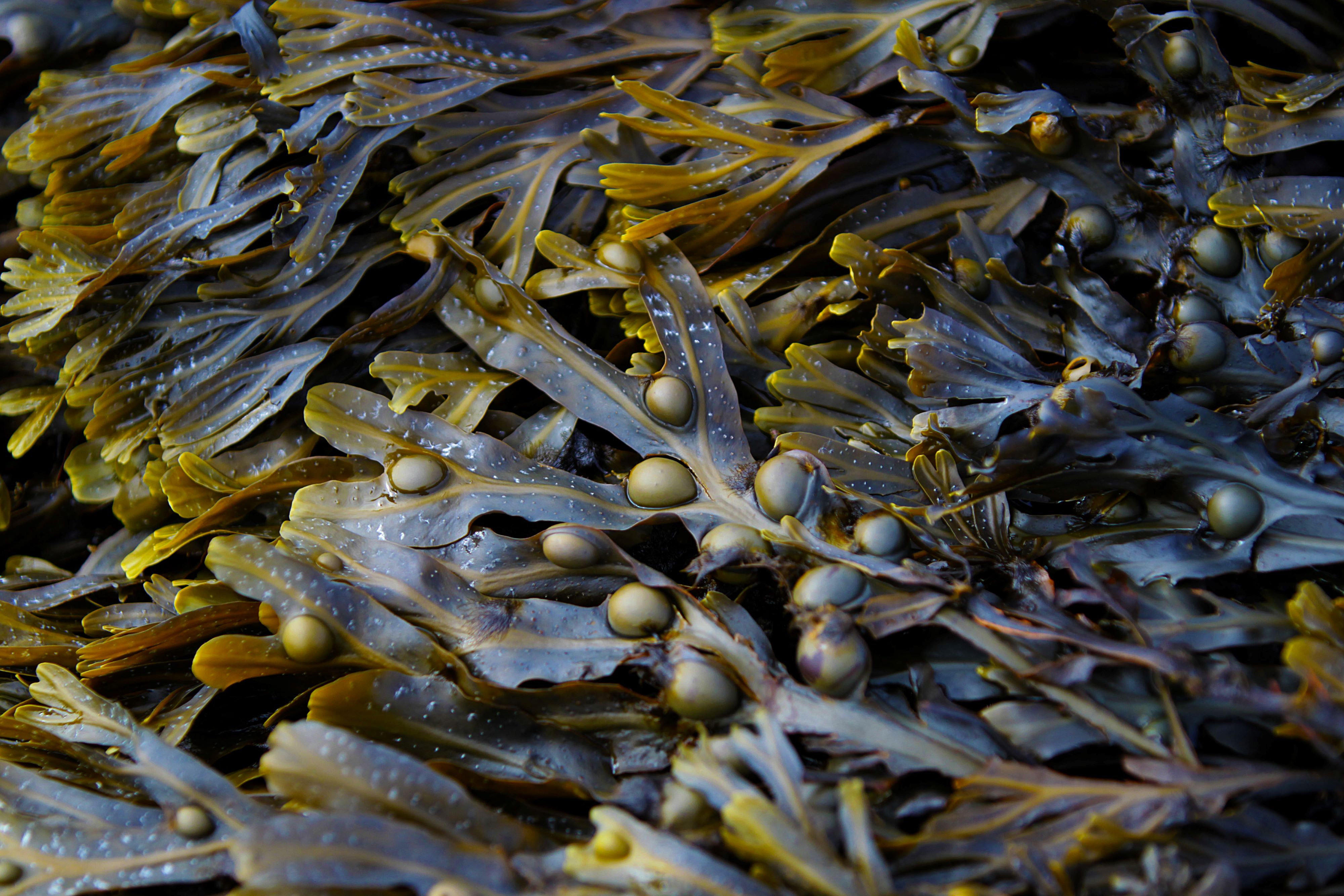 Bladderwrack Seaweed, The Burren, County Clare