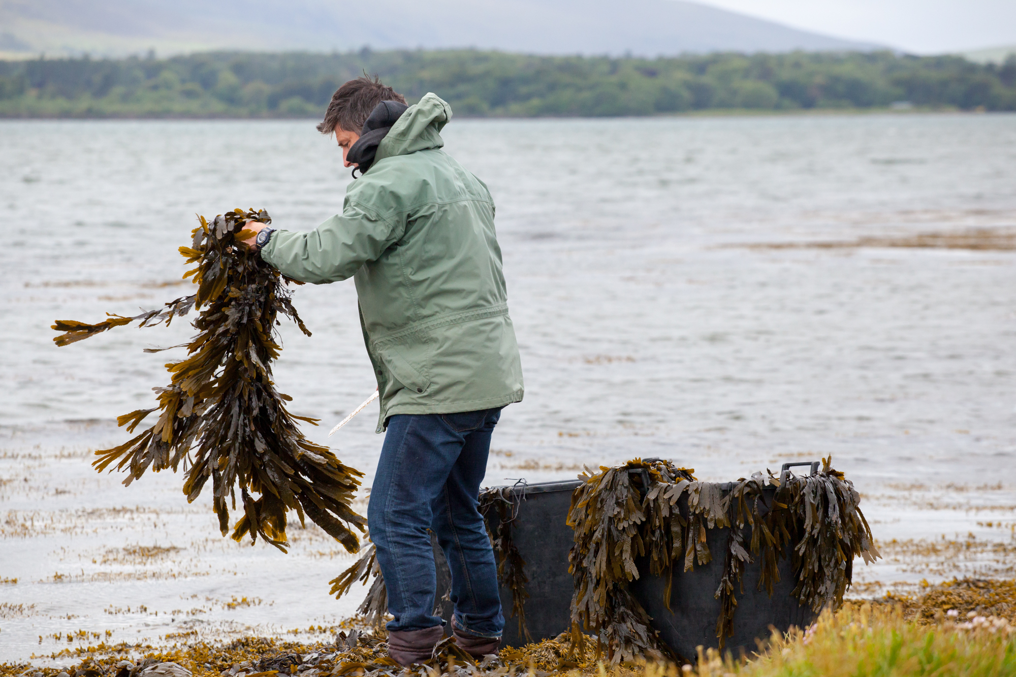 Algen als Wundermittel haben in Irland Tradition