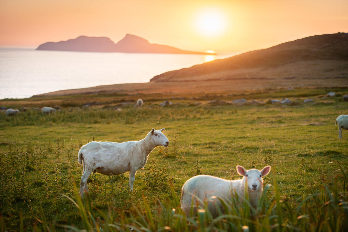 Zwei Schafe auf einer Weide entlang des Skellig Ring mit Blick auf die Insel Skellig Michael in der Ferne