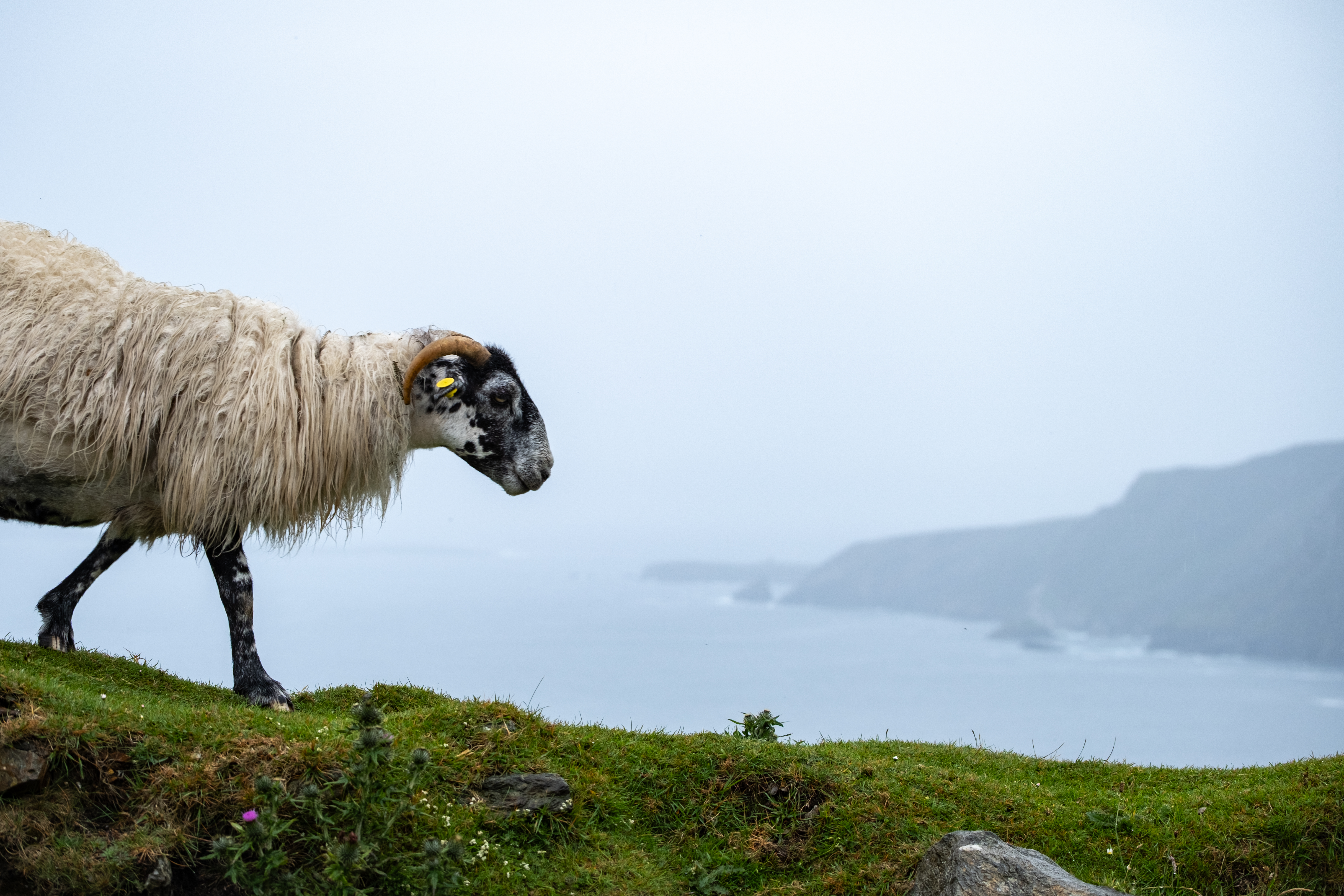 ein einsames Schaf, das an den Klippen von Slieve League umherstreift