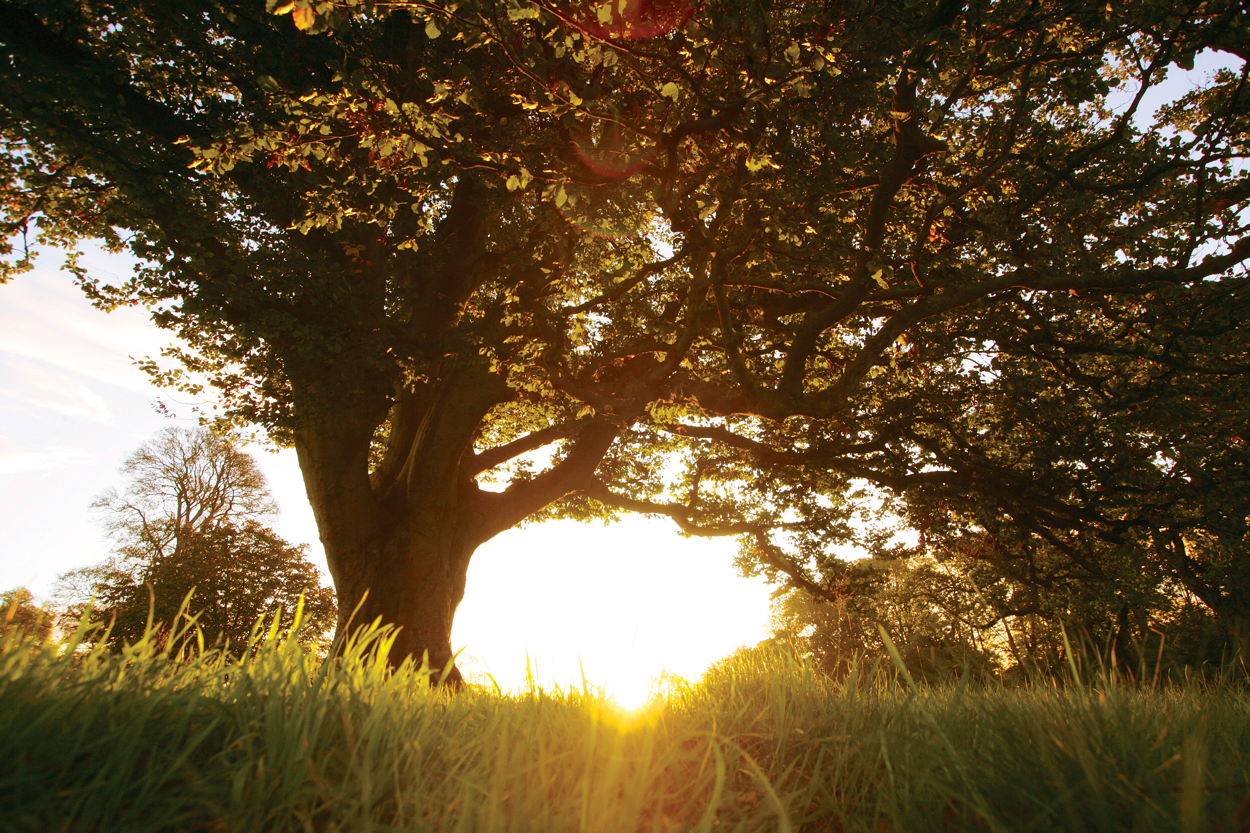 Tree Week_Castlewellan Castle, Co_master Die Sonne scheint durch die Bäume am Schloss Castlewellen.