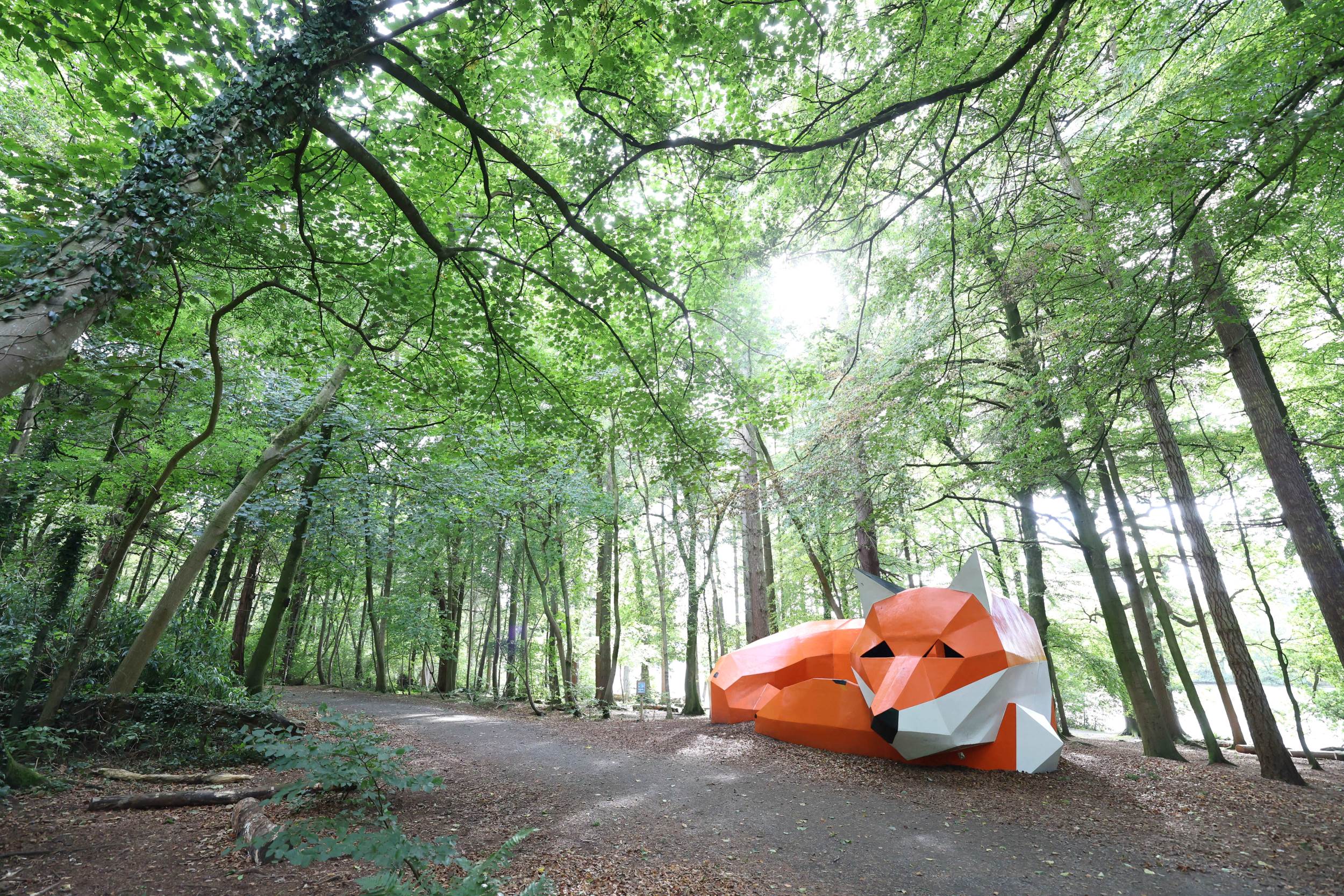 Rusty the Fox, Hillsborough Forest, County Down