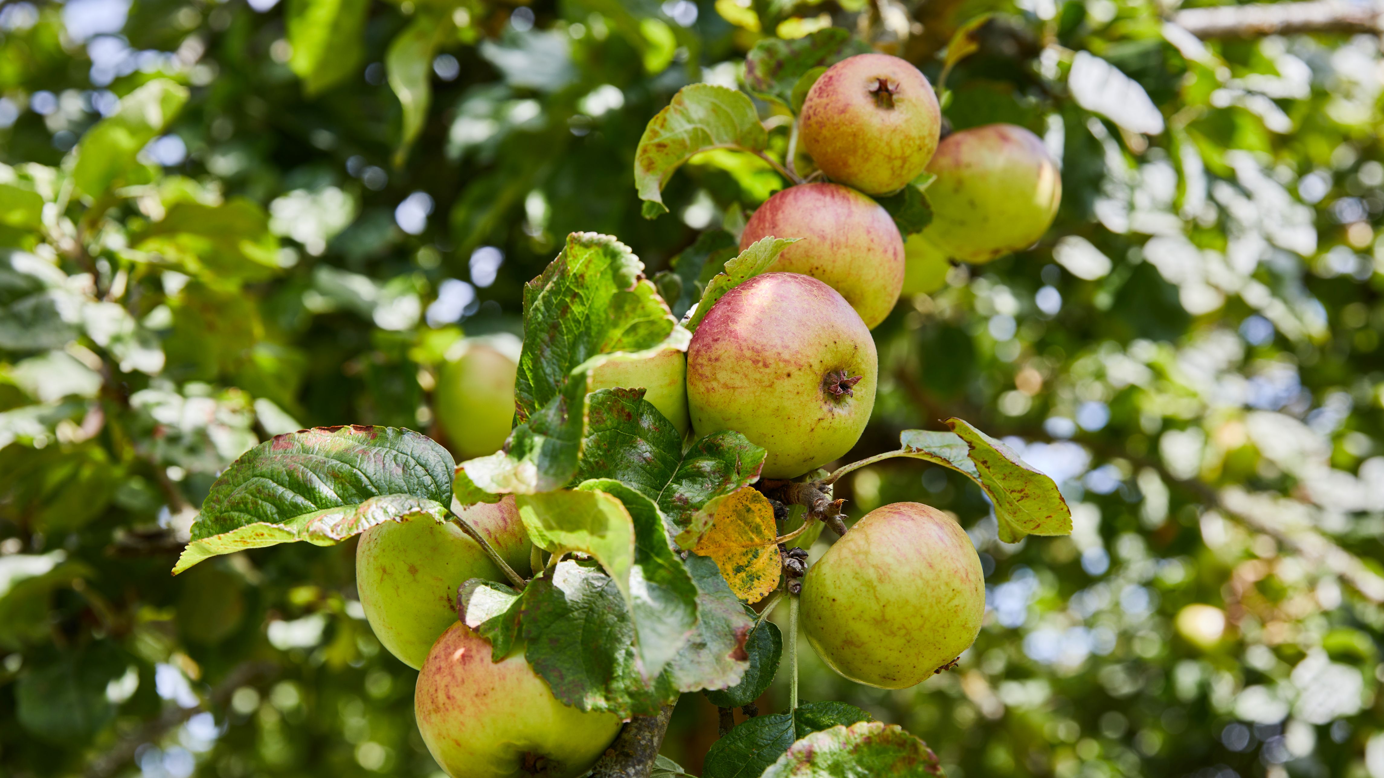 apple tree emo court orchard co laois apple tree emo court orchard co laois