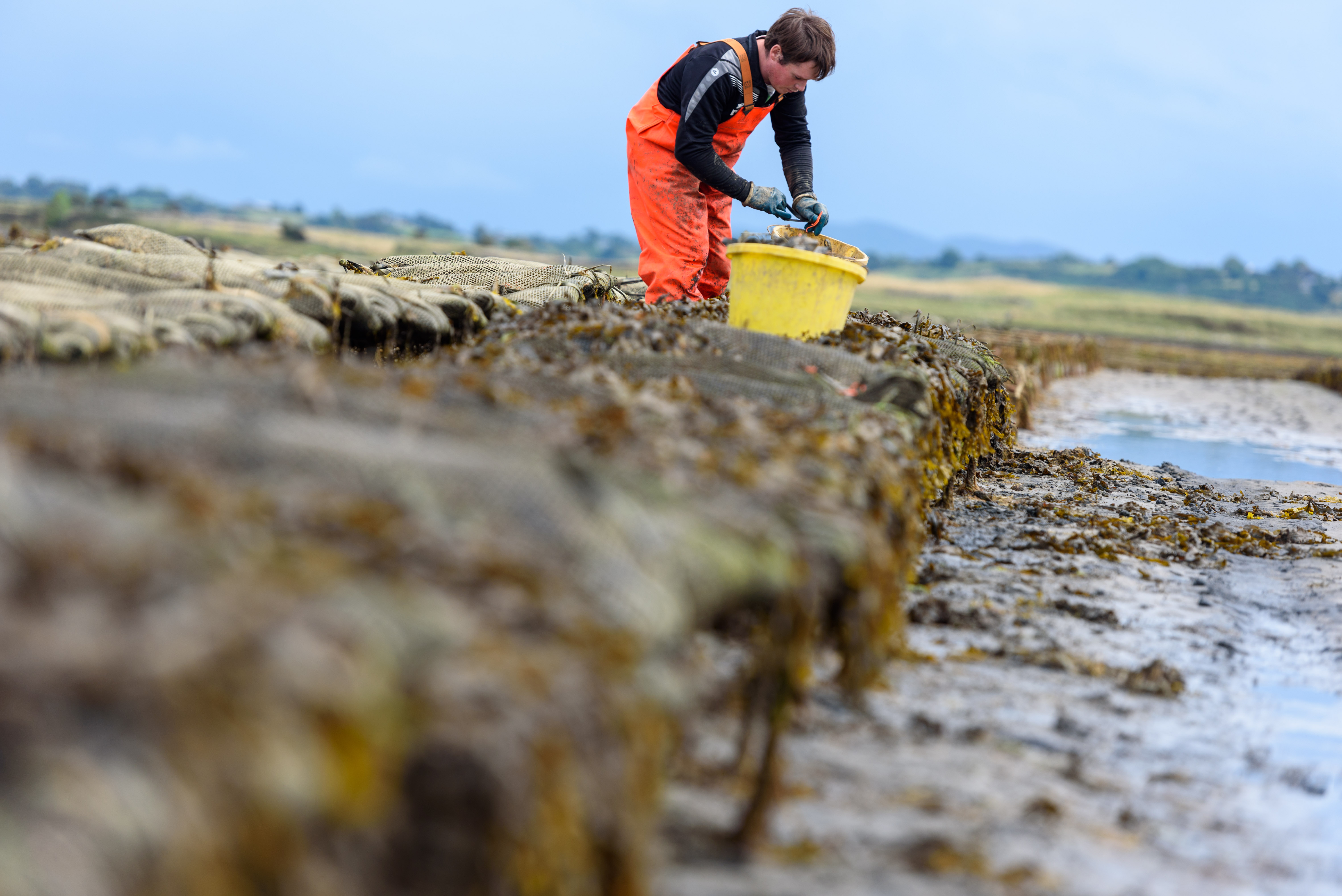 harvesting oysters by supplier