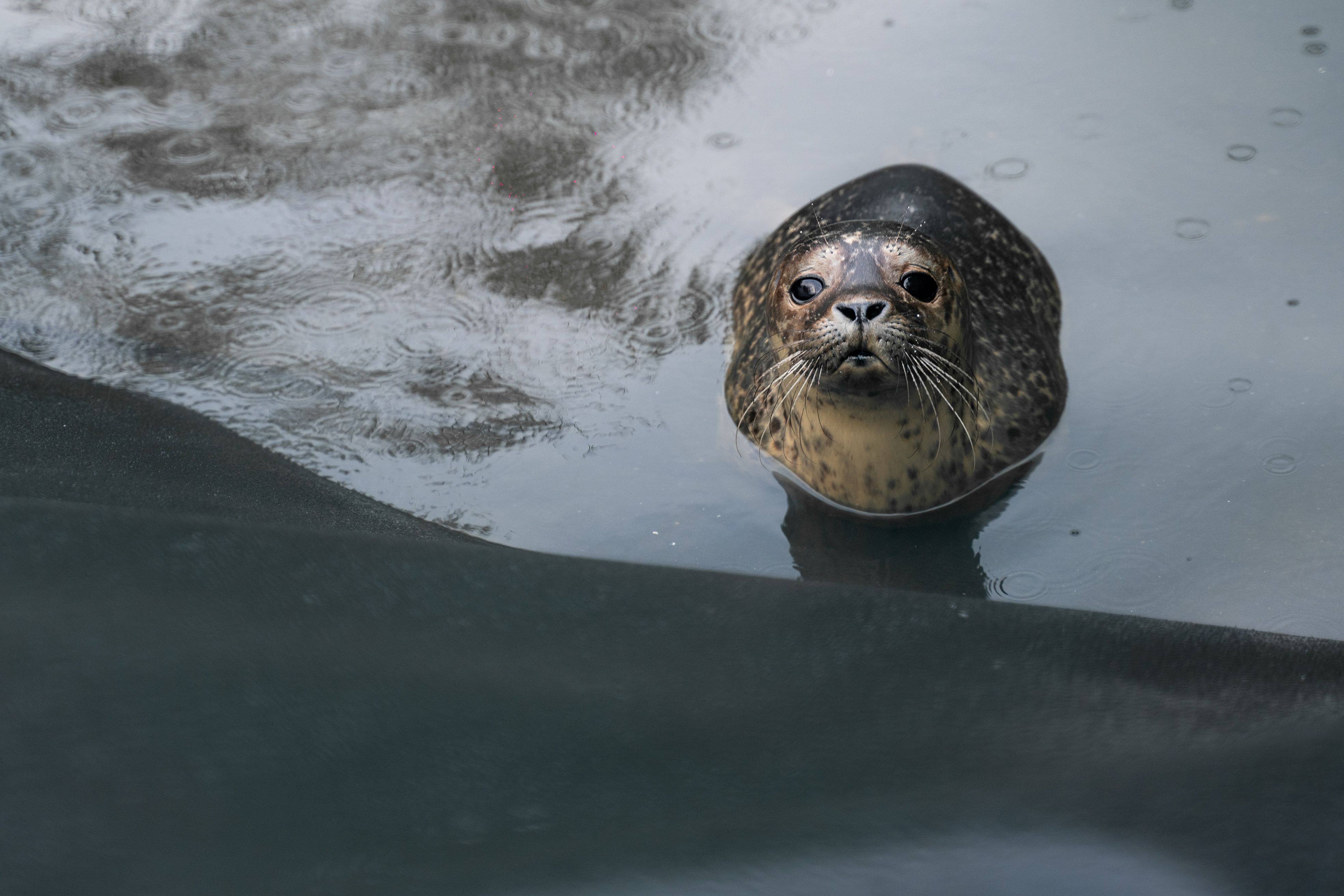 seal rescue ireland courtown co wexford