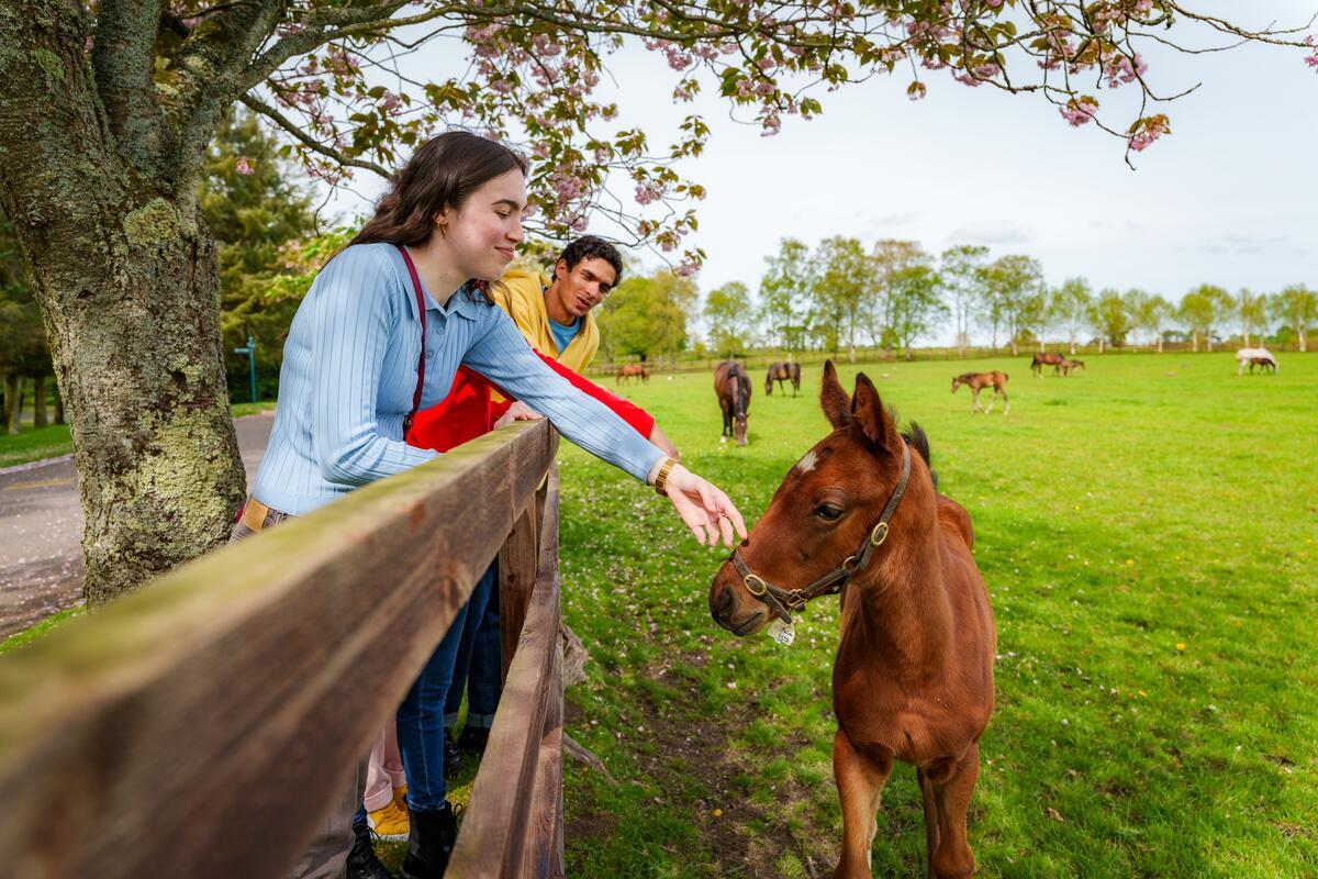 the irish national stud and gardens co kildare